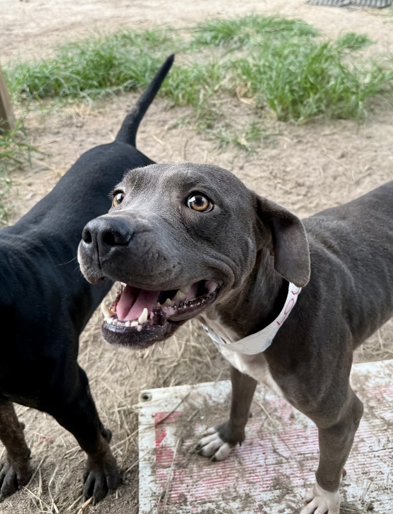 Lollipop, an adoptable Pit Bull Terrier in Halifax, NS, B3J 3A5 | Photo Image 3