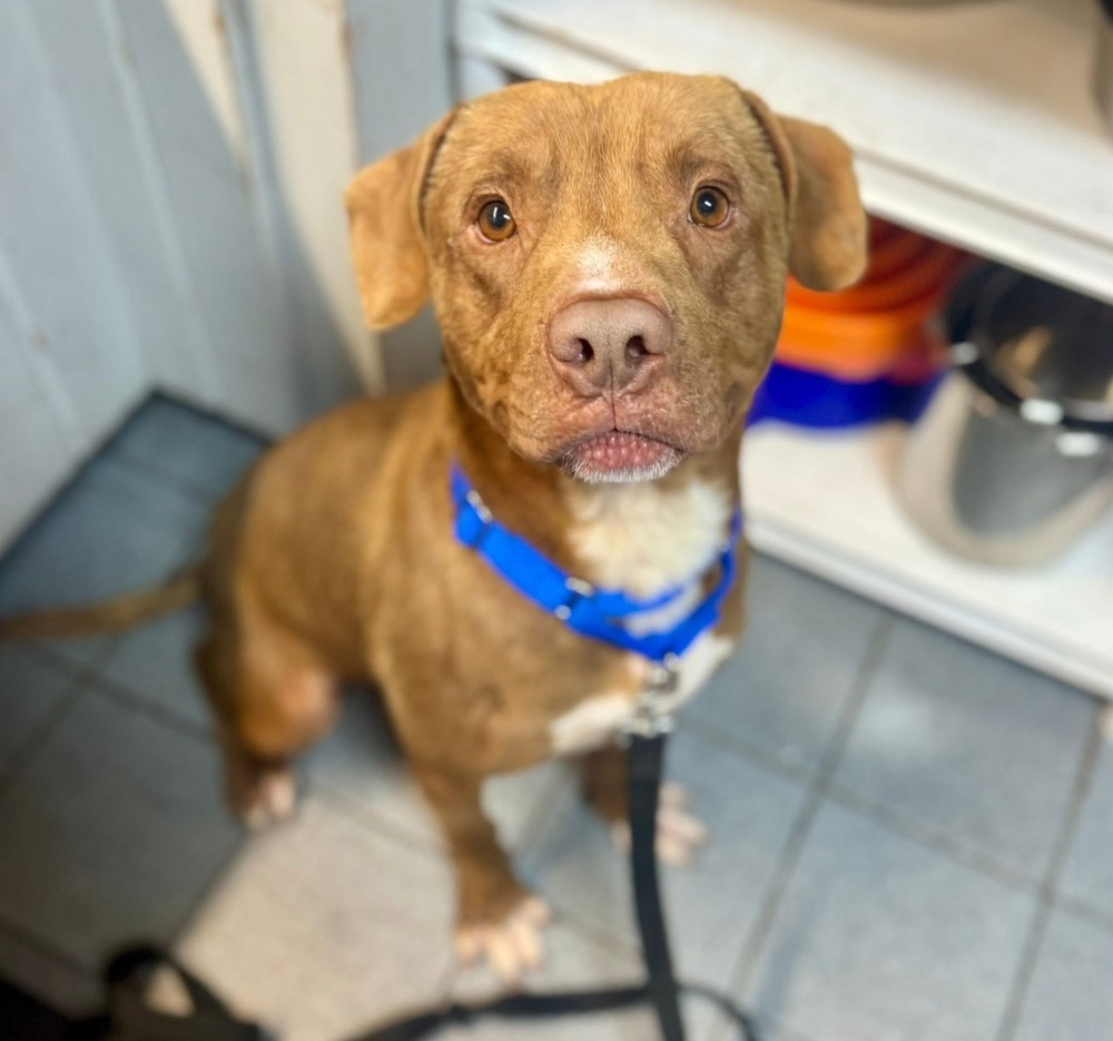 MEEKO, an adoptable Affenpinscher in Dallas, PA, 18612 | Photo Image 1