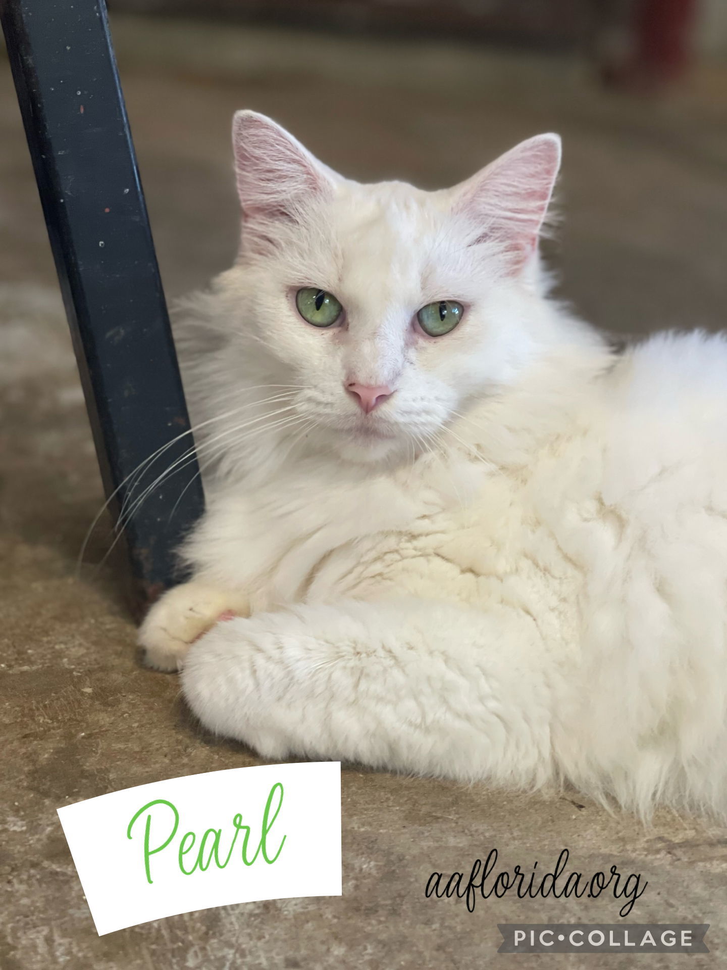Pearl *Cyd, an adoptable Ragdoll, Turkish Angora in Pensacola, FL, 32534 | Photo Image 1