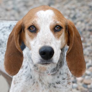 Luci