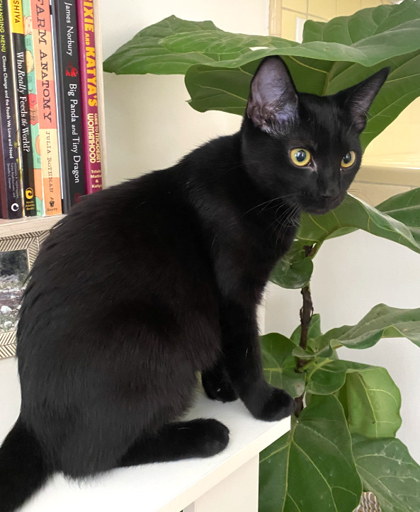 Madison, an adoptable Domestic Short Hair, Balinese in San Diego, CA, 92171 | Photo Image 1
