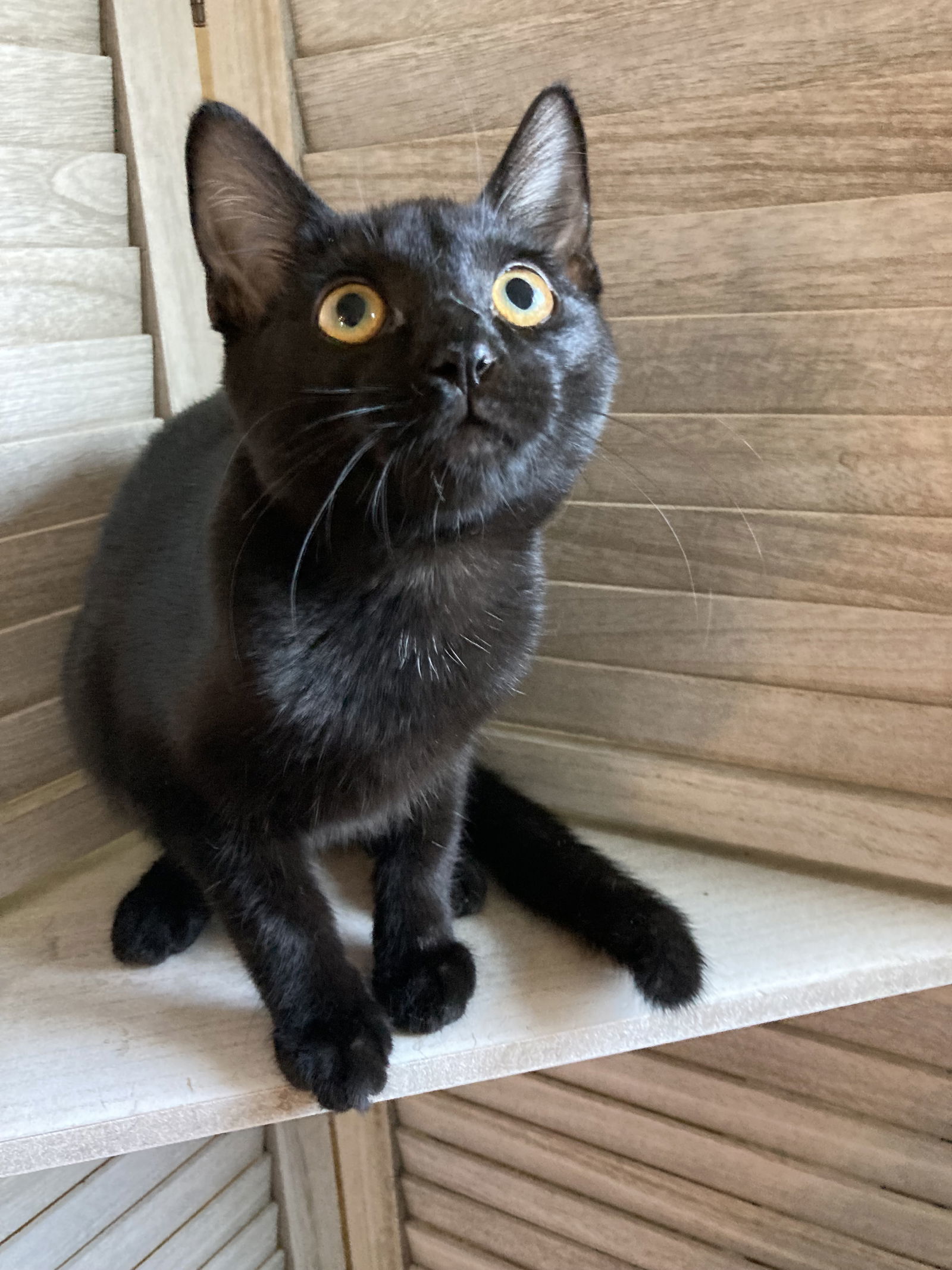 Madison, an adoptable Domestic Short Hair, Balinese in San Diego, CA, 92171 | Photo Image 2