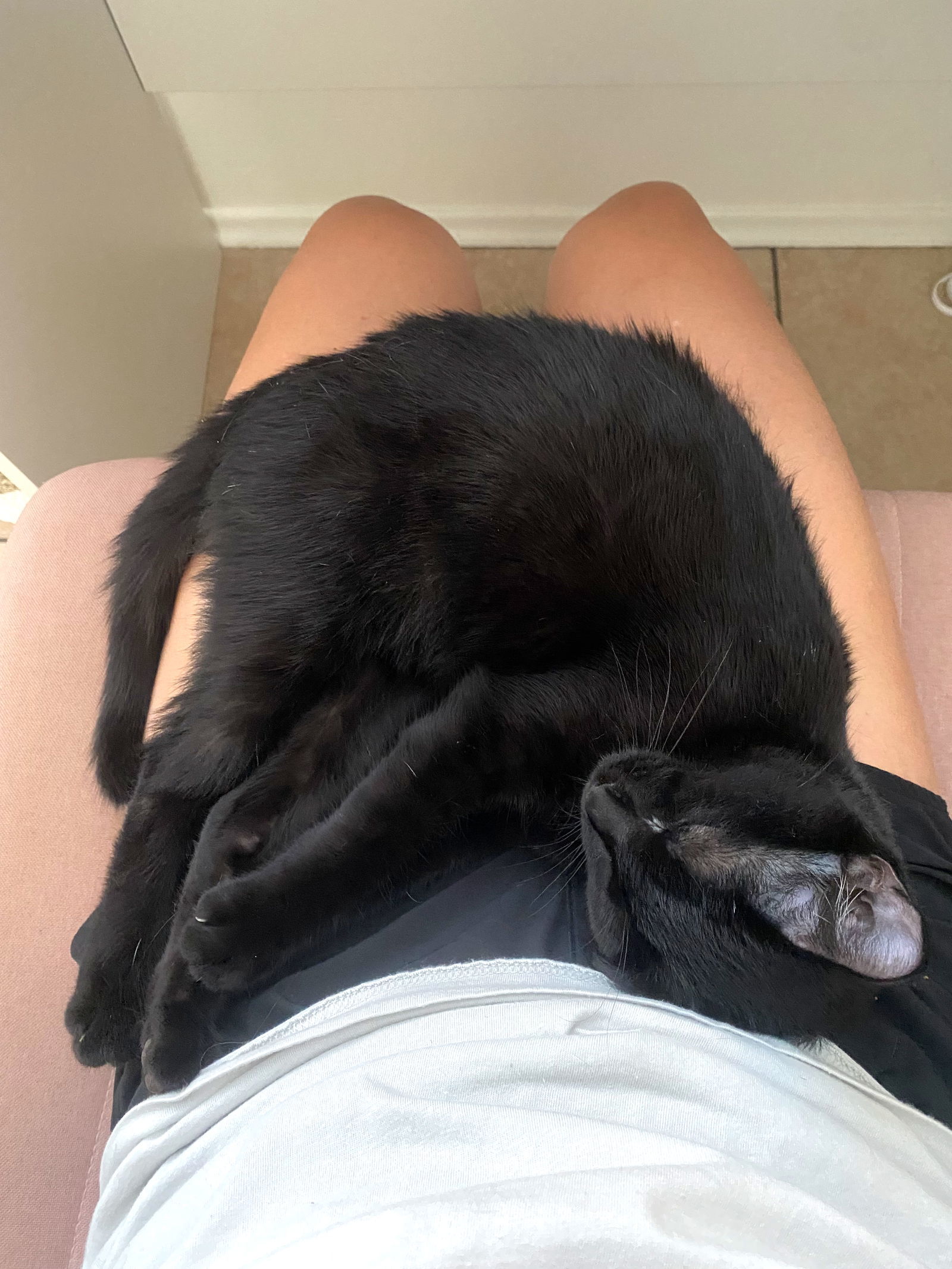 Madison, an adoptable Domestic Short Hair, Balinese in San Diego, CA, 92171 | Photo Image 3