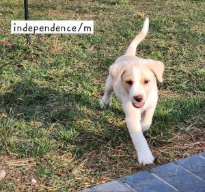 Independence