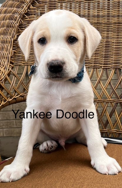 Yankee Doodle