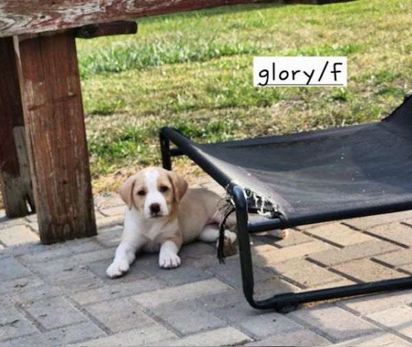 Glory