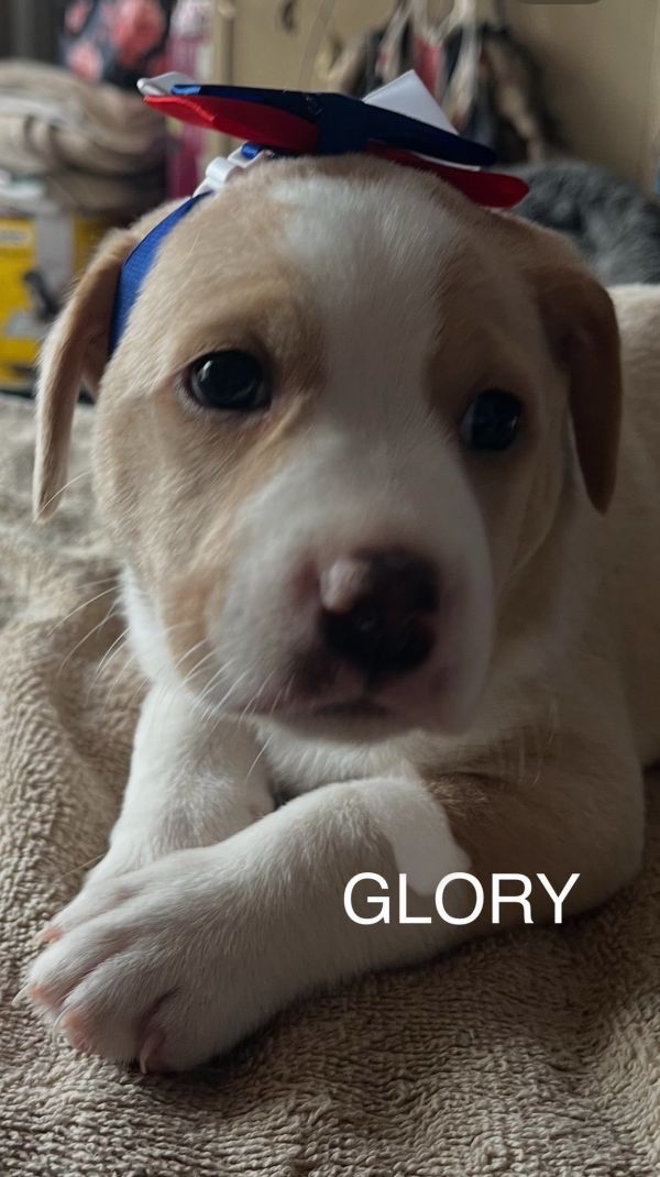 Glory thumbnail 2