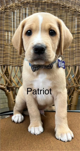 Patriot