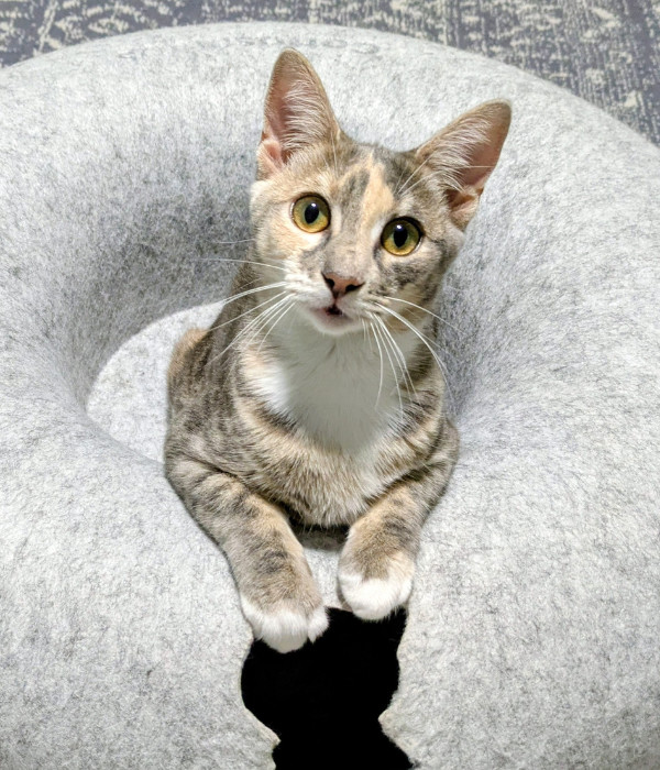 Dottie