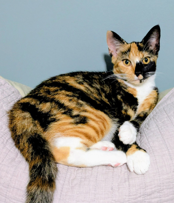 Marigold