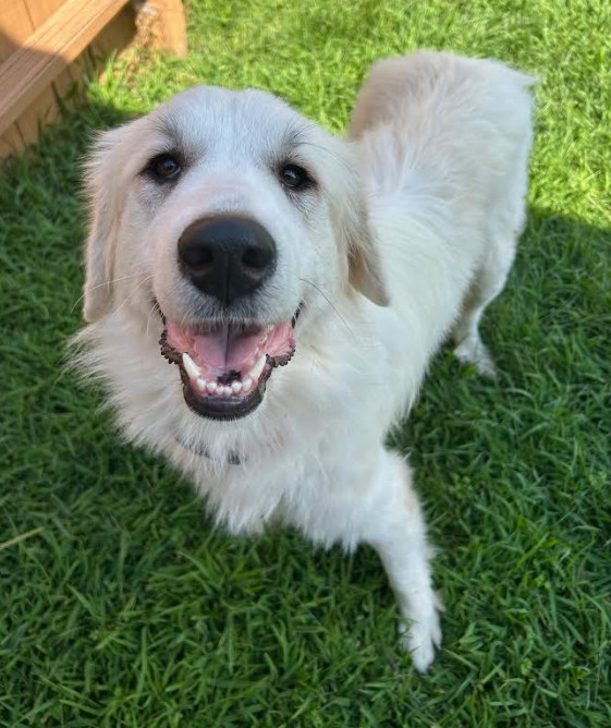 Daisy Lou