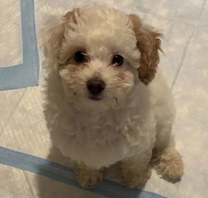 Dylan