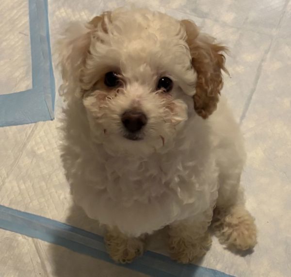 Dylan