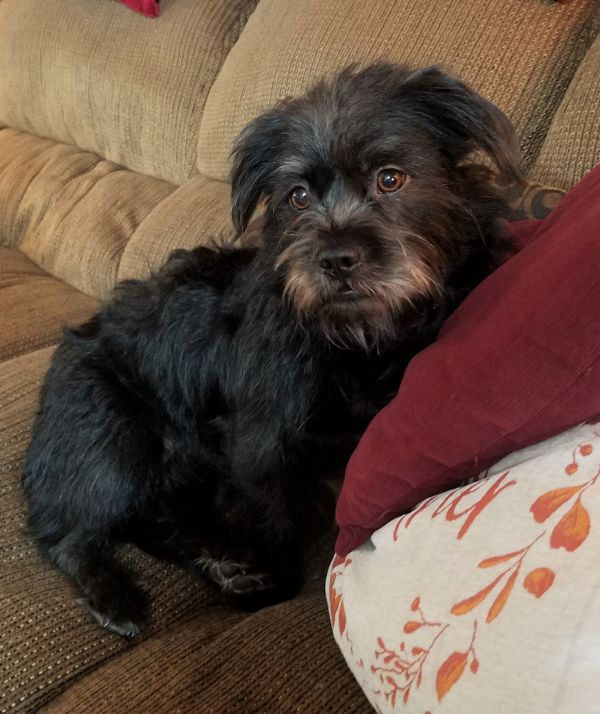 Nova Bear