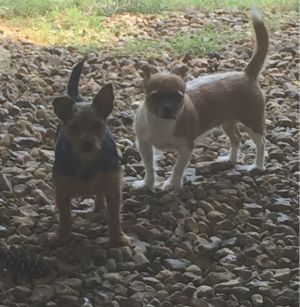 Roxy and Bella