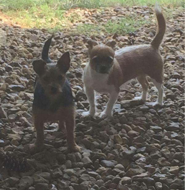 Roxy and Bella