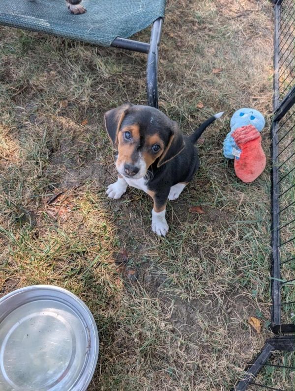 Rex - Fostered in KC