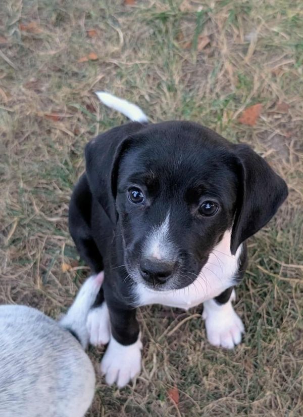 Sara - Fostered in KC