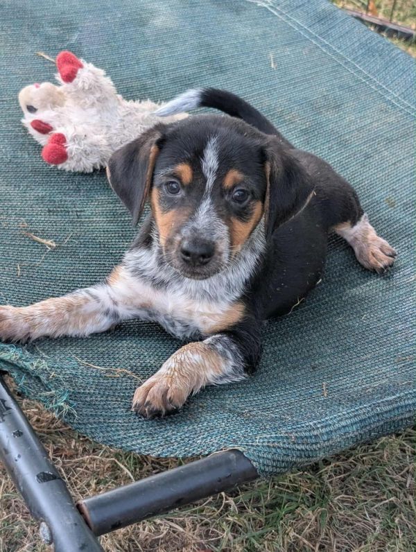 Donovan - Fostered in KC