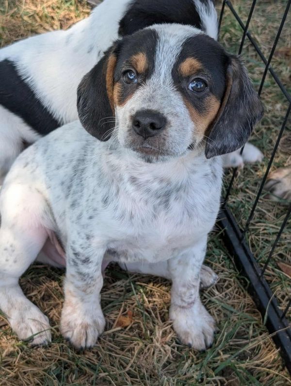Hudson - Fostered in KC