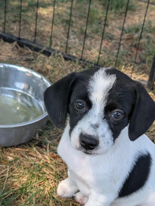 Jessie - Fostered in KC