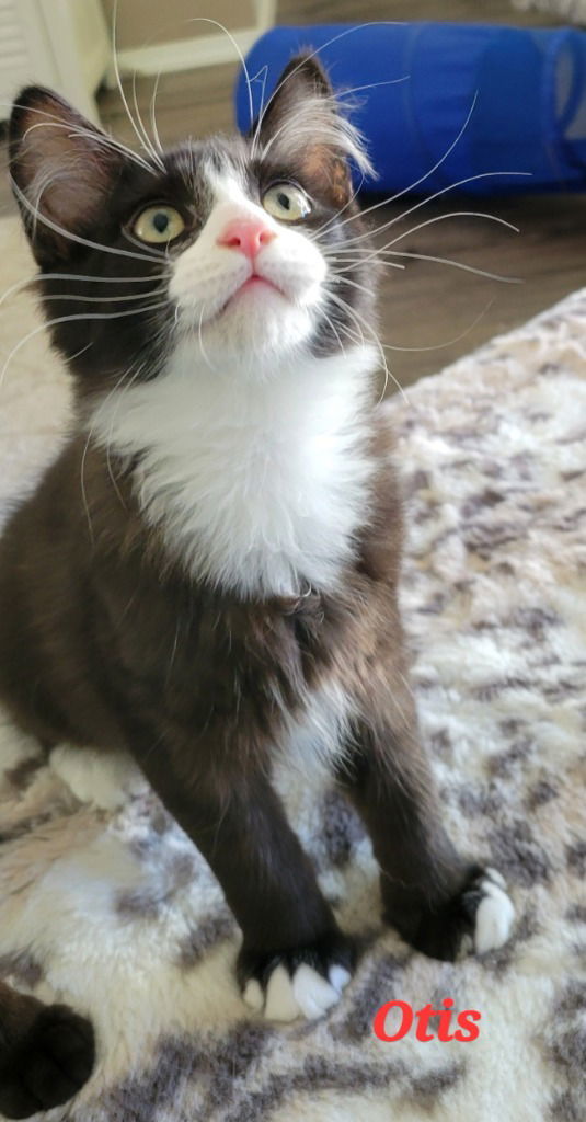 Otis