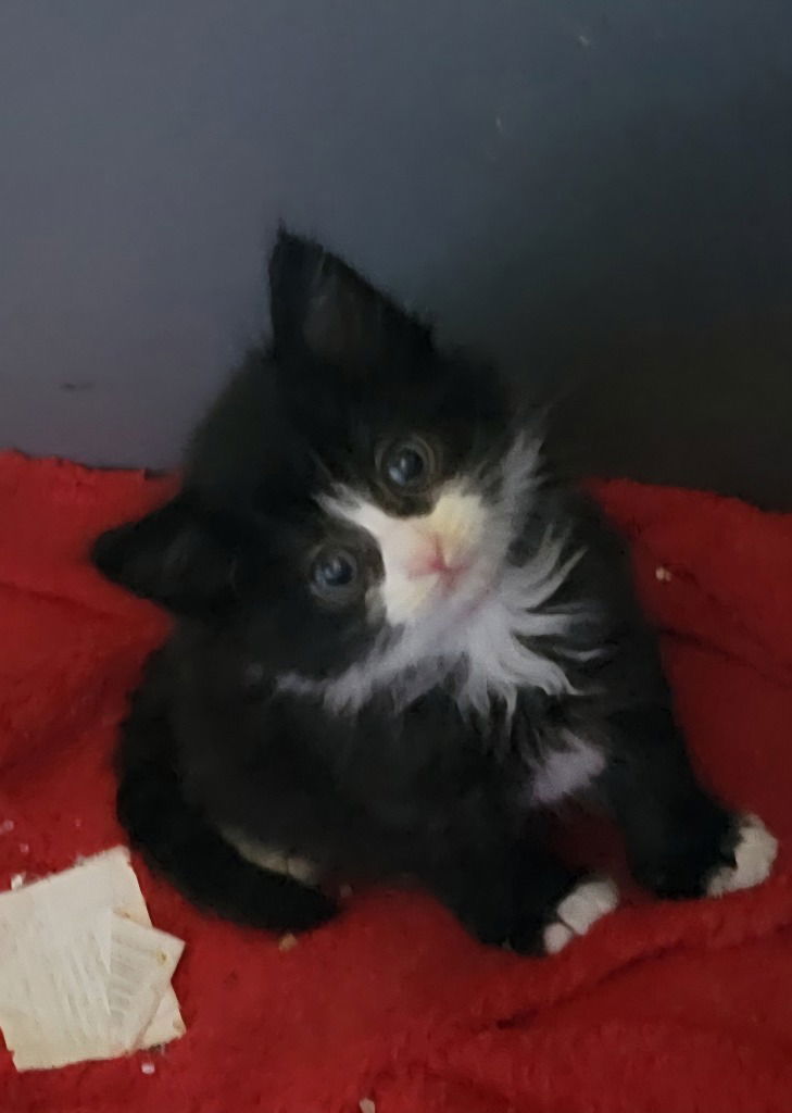 Otis
