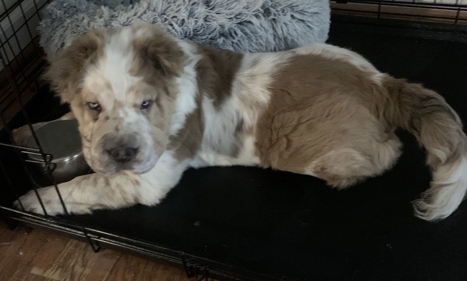 Maggie