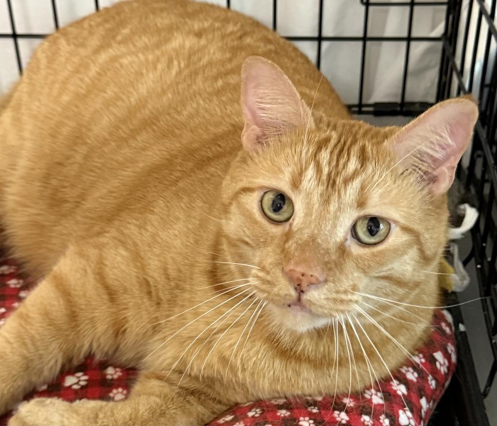 Griffey (Phoenix), an adoptable Domestic Short Hair in Ontario, OR, 97914 | Photo Image 1