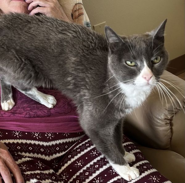 MYLO #1694 - Offered by Owner - Senior Male