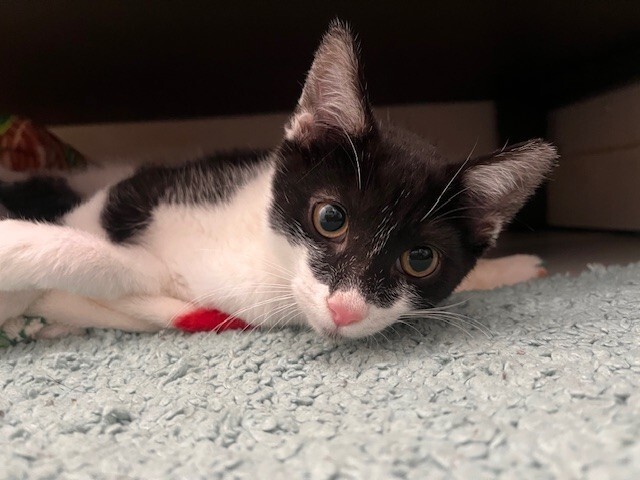 So-So, an adoptable Domestic Short Hair in Fort Collins, CO, 80524 | Photo Image 1