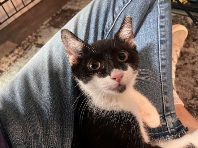 So-So, an adoptable Domestic Short Hair in Fort Collins, CO, 80524 | Photo Image 2