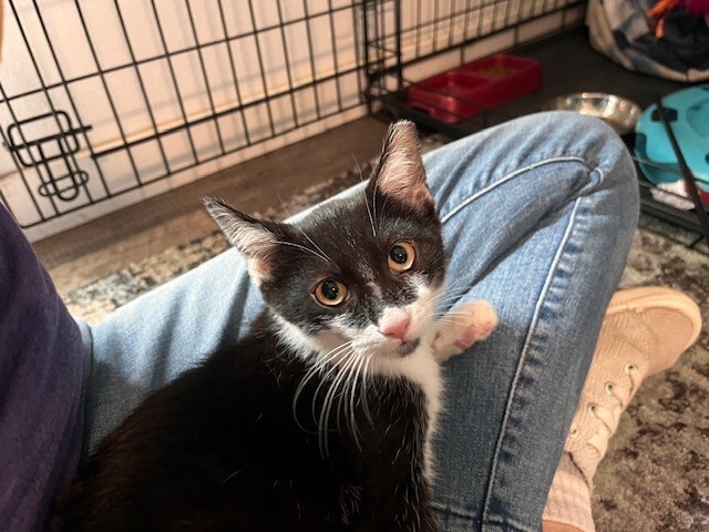 So-So, an adoptable Domestic Short Hair in Fort Collins, CO, 80524 | Photo Image 3
