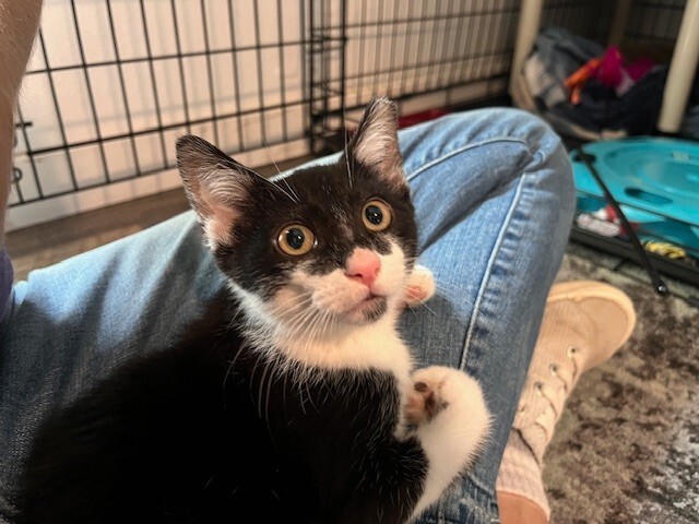 So-So, an adoptable Domestic Short Hair in Fort Collins, CO, 80524 | Photo Image 4