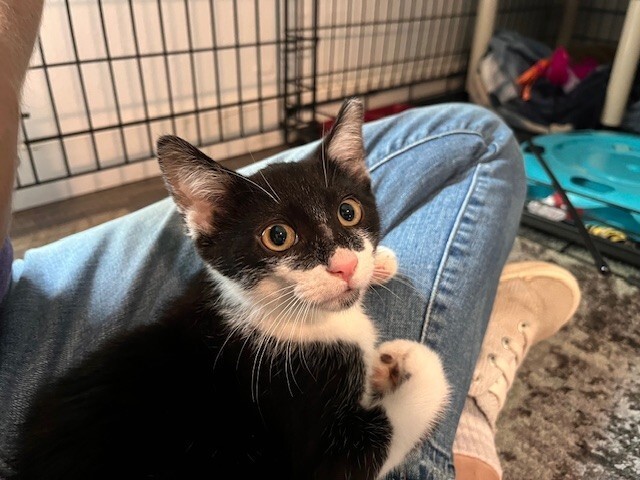 So-So, an adoptable Domestic Short Hair in Fort Collins, CO, 80524 | Photo Image 5
