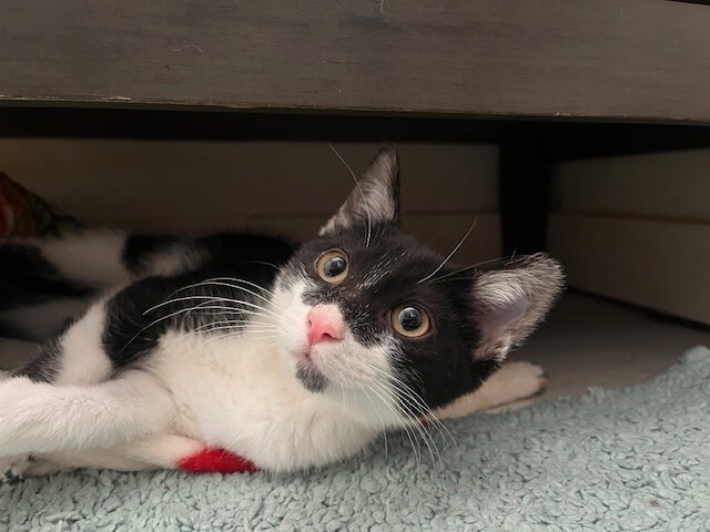 So-So, an adoptable Domestic Short Hair in Fort Collins, CO, 80524 | Photo Image 6