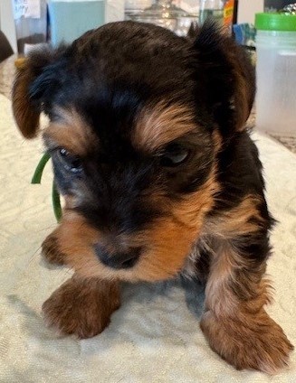 Munchkin
