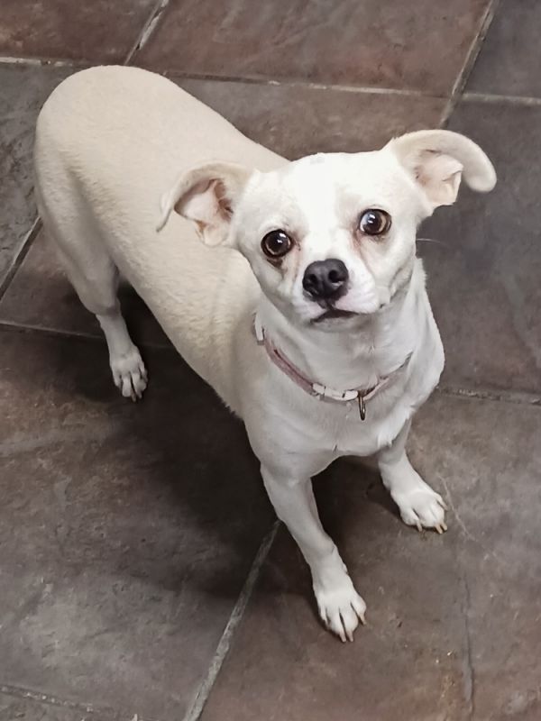 Daisy