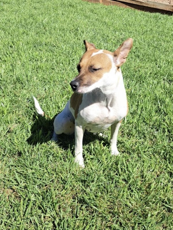 Gidget