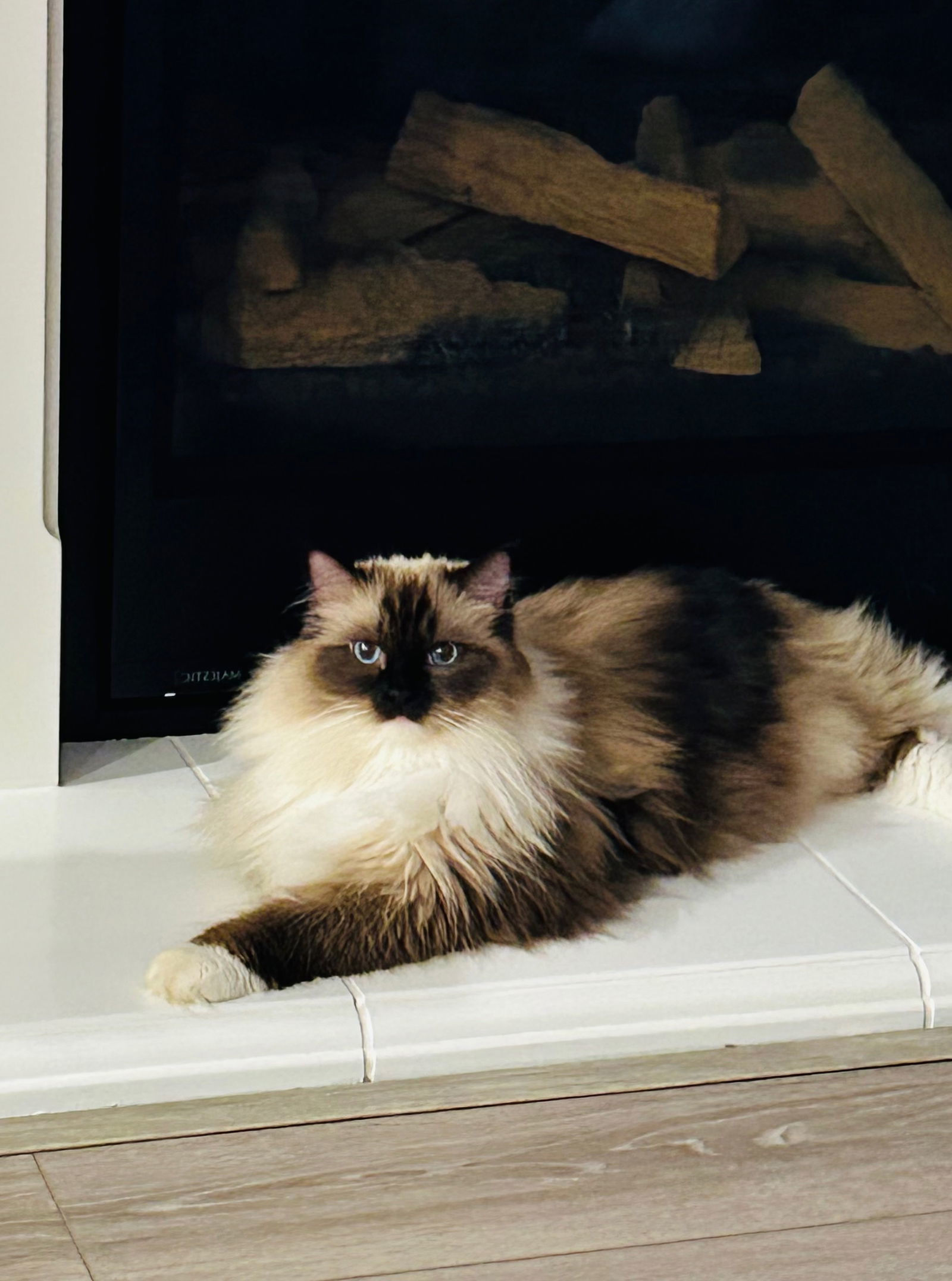 Paris (& Milan), an adoptable Ragdoll in Castro Valley, CA, 94546 | Photo Image 2