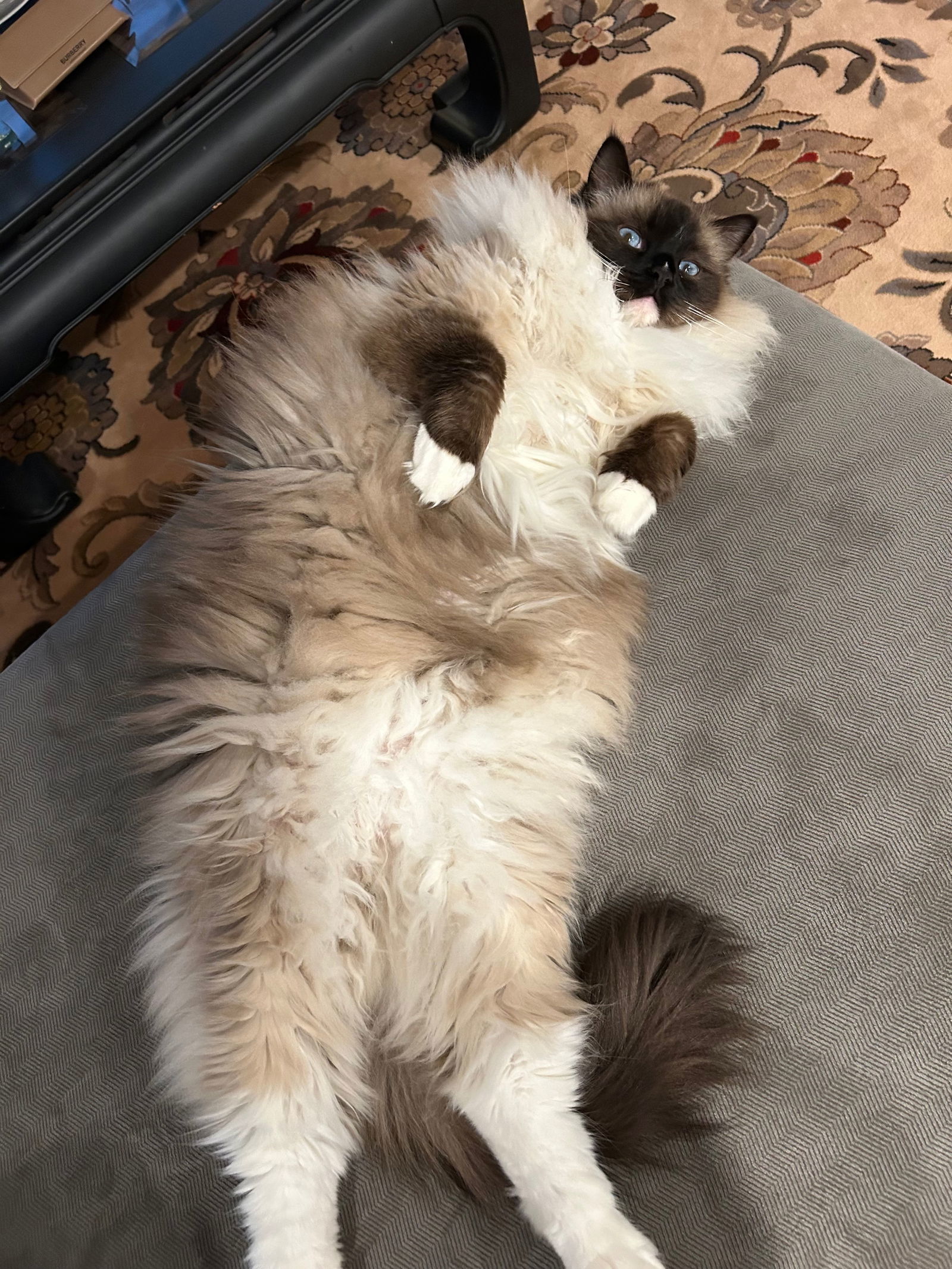 Paris (& Milan), an adoptable Ragdoll in Castro Valley, CA, 94546 | Photo Image 3