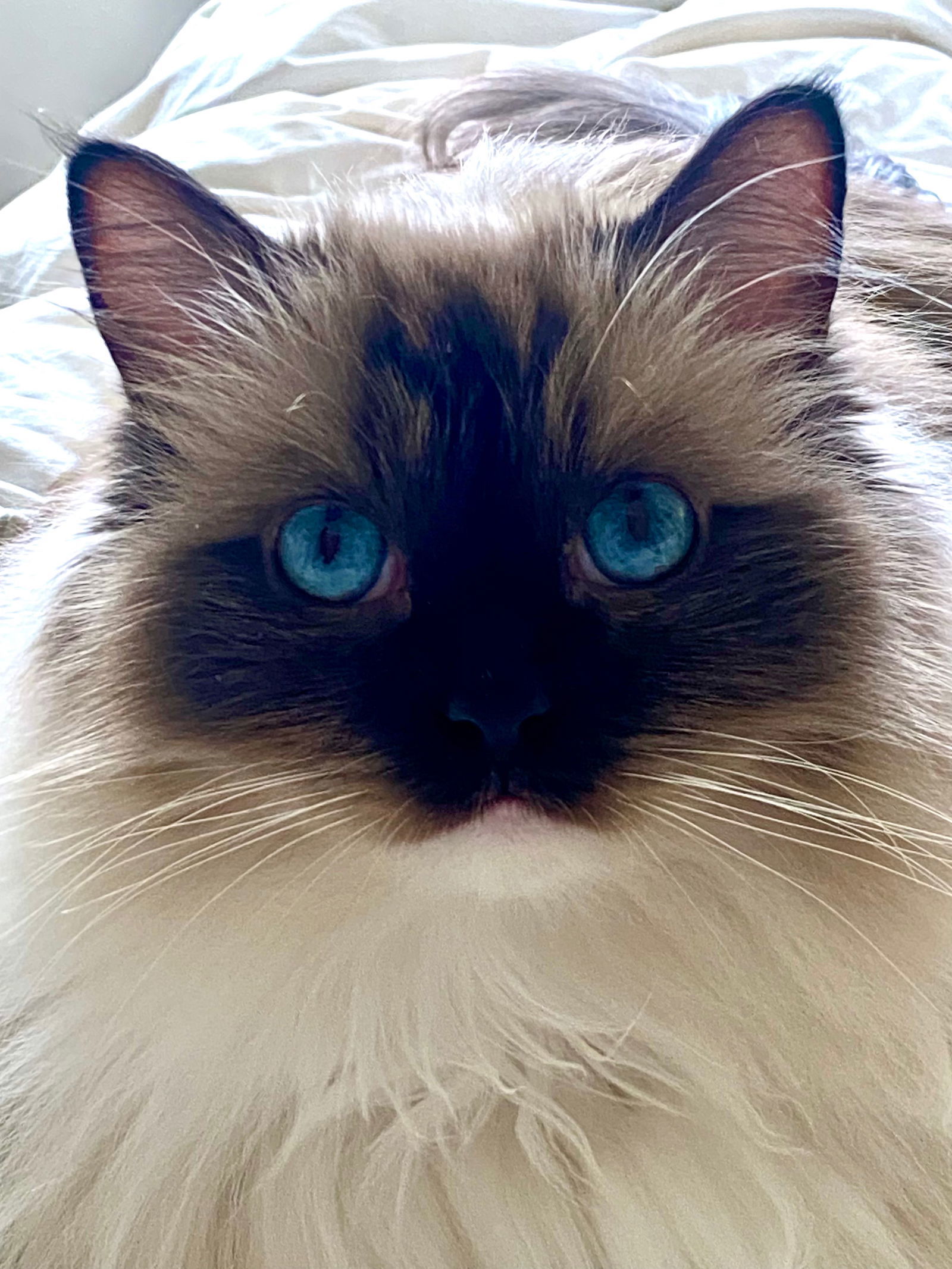 Milan (& Paris), an adoptable Ragdoll in Castro Valley, CA, 94546 | Photo Image 1