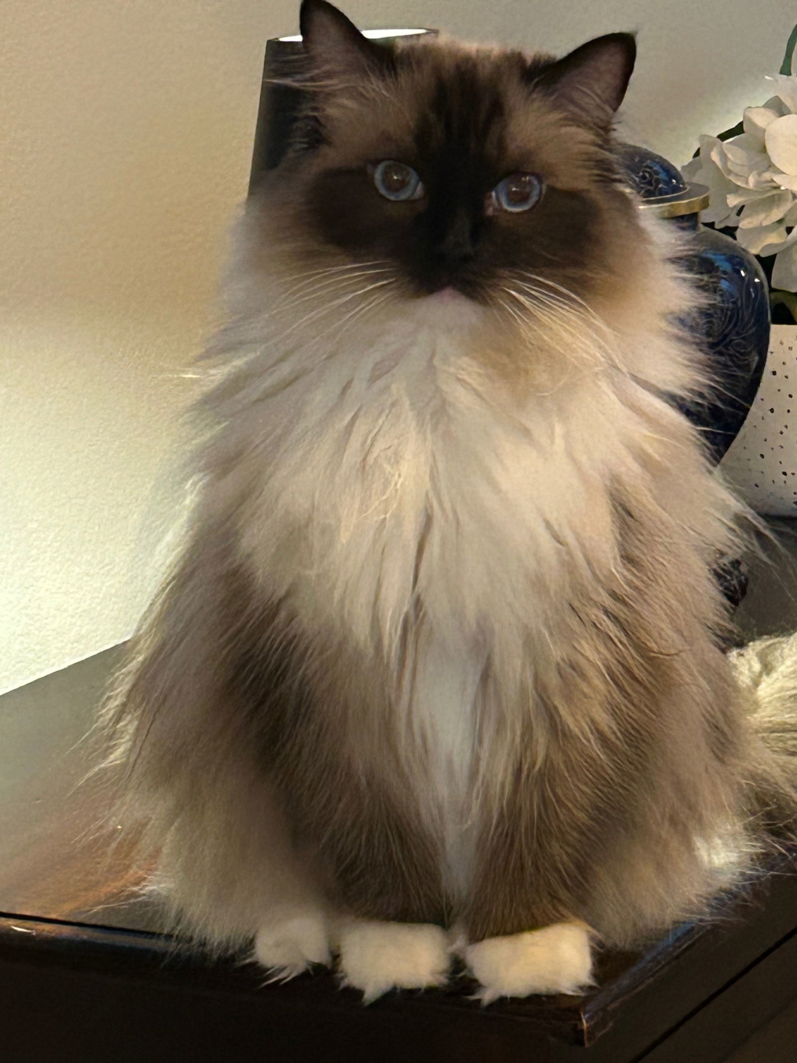Milan (& Paris), an adoptable Ragdoll in Castro Valley, CA, 94546 | Photo Image 2