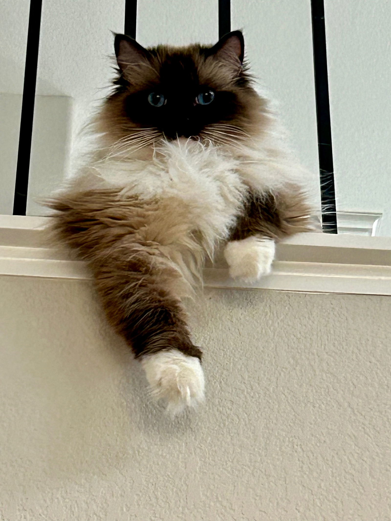 Milan (& Paris), an adoptable Ragdoll in Castro Valley, CA, 94546 | Photo Image 3