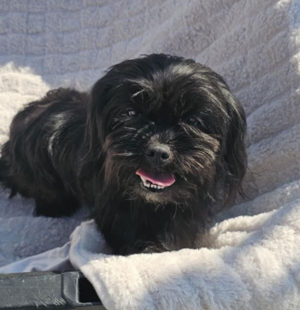 Elvira - Elegant Pupper!