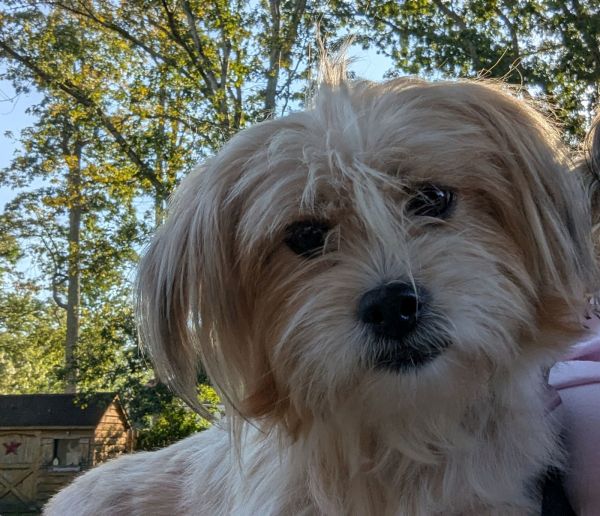 Daisy - Darling Pup!