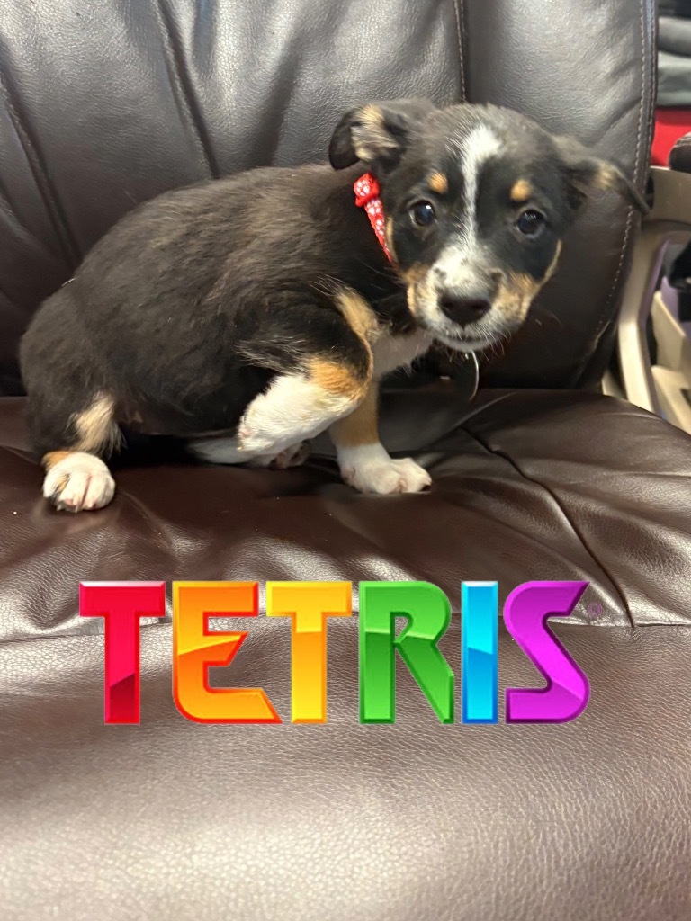 Tetris