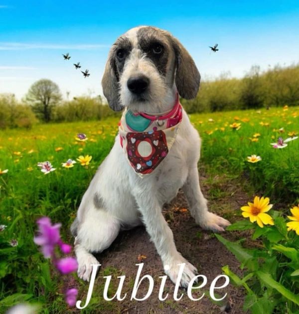 Jubilee - stray J litter of 9