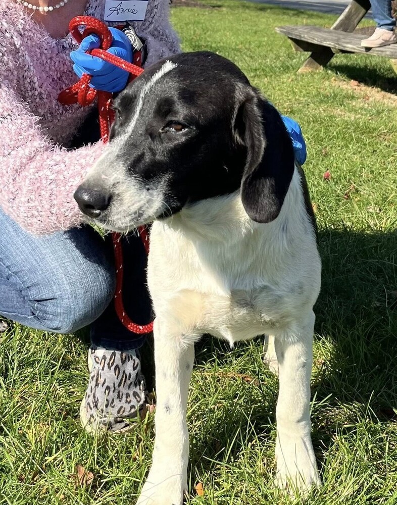 Jupiter - stray J litter of 9