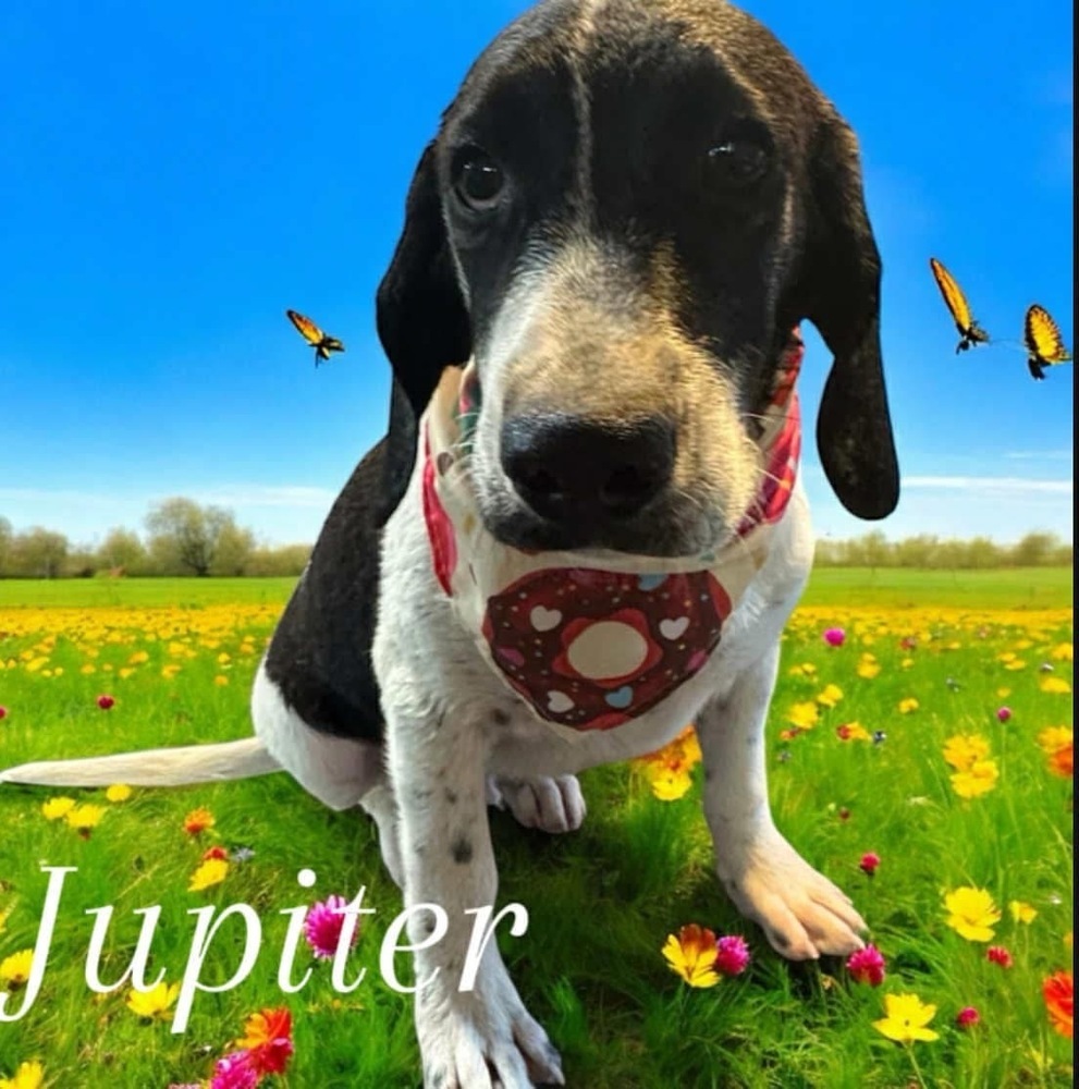 Jupiter - stray J litter of 9